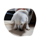 紀州犬仁八（個別スタンプ：31）