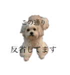 しゅうもこ シリーズ2(修正版)（個別スタンプ：20）