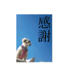 しゅうもこ シリーズ2(修正版)（個別スタンプ：31）