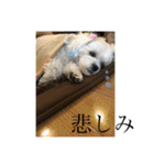 しゅうもこ シリーズ2(修正版)（個別スタンプ：33）