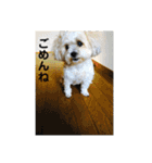 しゅうもこ シリーズ2(修正版)（個別スタンプ：36）