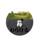 しゅうもこ シリーズ2(修正版)（個別スタンプ：39）
