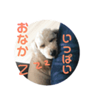 わんわんルーシー（個別スタンプ：8）