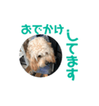 わんわんルーシー（個別スタンプ：12）