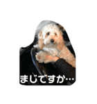 わんわんルーシー（個別スタンプ：15）