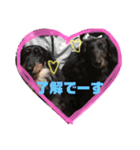 こうがとあすま時々ビターとゾロア日常会話（個別スタンプ：11）