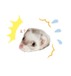 フェレちゃんs'（個別スタンプ：1）