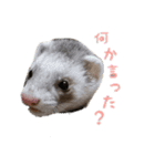 フェレちゃんs'（個別スタンプ：4）
