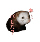 フェレちゃんs'（個別スタンプ：7）