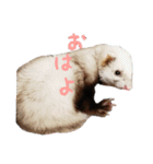 フェレちゃんs'（個別スタンプ：10）