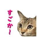 博多弁猫（個別スタンプ：5）