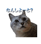 博多弁猫（個別スタンプ：7）