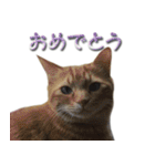 博多弁猫（個別スタンプ：8）