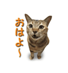 博多弁猫（個別スタンプ：9）