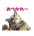 博多弁猫（個別スタンプ：10）