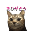 博多弁猫（個別スタンプ：11）