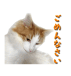 博多弁猫（個別スタンプ：12）