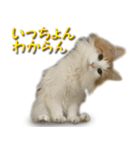 博多弁猫（個別スタンプ：14）