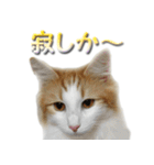 博多弁猫（個別スタンプ：17）