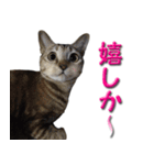 博多弁猫（個別スタンプ：18）