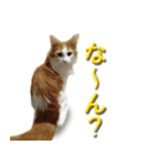 博多弁猫（個別スタンプ：21）
