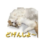 博多弁猫（個別スタンプ：23）