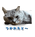 博多弁猫（個別スタンプ：25）