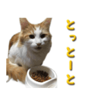 博多弁猫（個別スタンプ：27）