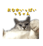 博多弁猫（個別スタンプ：28）