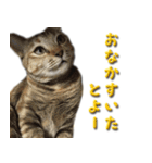 博多弁猫（個別スタンプ：29）