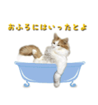 博多弁猫（個別スタンプ：30）