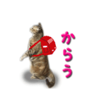 博多弁猫（個別スタンプ：32）