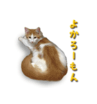 博多弁猫（個別スタンプ：34）