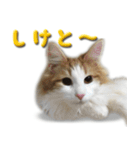 博多弁猫（個別スタンプ：37）