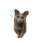 愛猫ジジくん♡（個別スタンプ：1）