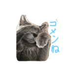 愛猫ジジくん♡（個別スタンプ：5）