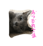 愛猫ジジくん♡（個別スタンプ：11）