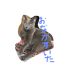 愛猫ジジくん♡（個別スタンプ：12）