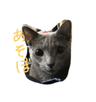 愛猫ジジくん♡（個別スタンプ：13）