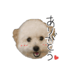 我が家のユキのスタンプ（個別スタンプ：1）