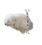 我が家のユキのスタンプ（個別スタンプ：10）