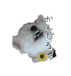 我が家のユキのスタンプ（個別スタンプ：13）