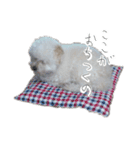 我が家のユキのスタンプ（個別スタンプ：16）