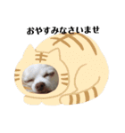 我が家のふぅちゃん 2nd（個別スタンプ：2）