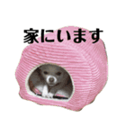 我が家のふぅちゃん 2nd（個別スタンプ：8）