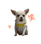 我が家のふぅちゃん 2nd（個別スタンプ：11）