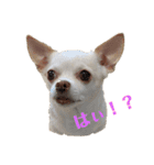 我が家のふぅちゃん 2nd（個別スタンプ：13）