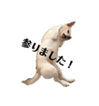 我が家のふぅちゃん 2nd（個別スタンプ：23）