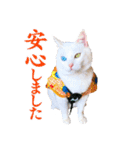 白猫タマとしましまーずの日常(敬語)（個別スタンプ：1）