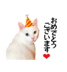 白猫タマとしましまーずの日常(敬語)（個別スタンプ：3）